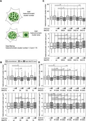 MeCP2 heterochromatin organization is modulated by arginine methylation and serine phosphorylation